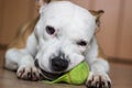 Playful and cute dog chewing a toy at home