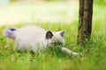 Little kitten sneaking in the grass Royalty Free Stock Photo