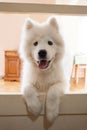 Playful cute puppy Samoyed indoor at house shot