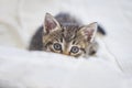 Playful cute tabby kitten hiding Royalty Free Stock Photo