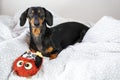 Playful dachshund dog, black and tan, playing with a toy in bed