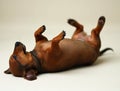 Playful dachshund rolling joyfully on its back Royalty Free Stock Photo