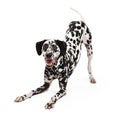 Playful Dalmatian Dog Bowing Royalty Free Stock Photo