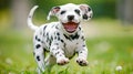 Playful dalmatian puppy joyfully running in a meadow a beautiful spotted canine in action