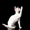 Playful devon rex kitten. isolated on dark backgro