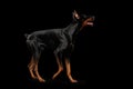 Playful Doberman Pinscher Dog Standing on isolated Black, Side view Royalty Free Stock Photo