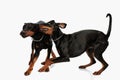 playful dobermann dog brothers running and having fun Royalty Free Stock Photo