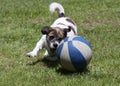 Playful Dog Royalty Free Stock Photo