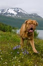 Playful dog against Norwegian landscape