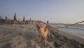 Playful dog on the beach Royalty Free Stock Photo