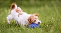 Playful dog catching, chewing her toy, puppy hyperactivity