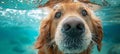 Playful dog diving underwater, enjoying summer fun with pet in a delightful closeup shot