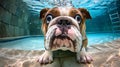 Playful dog diving underwater, enjoying summer with pet, closeup portrait for vacation memory