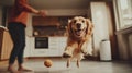 A playful dog eagerly begging for a treat from its owner in a cozy modern kitchen Royalty Free Stock Photo