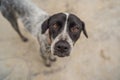 Playful dog face, black white and brown, with nose close to the camera lens, focus on face, closeup, with black and Royalty Free Stock Photo