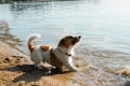 Playful dog jack russell terrier on shore near water on sunny summer day, side view. Royalty Free Stock Photo