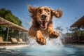 Playful Dog jump in pool. Generate Ai Royalty Free Stock Photo