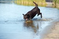 Playful dog jumping to river, sea for stick. Brown retriever resting, playing on beach in summer. Happy purebred