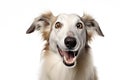 Playful dog posing for a photo. Studio portrait photography style.