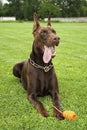 Playful dog, Red Doberman Pinscher Royalty Free Stock Photo