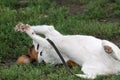 Playful Dog Rolling Over Royalty Free Stock Photo