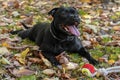 Playful dog of Staffordshire Bull Terrier breed, black color, smiling face, lying down on grass with yellow autumn leaves, resting Royalty Free Stock Photo