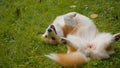 Playful dog welsh corgi pembroke breed pup rolling on grass lawn nature park garden active pet happy funny little golden Royalty Free Stock Photo