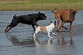 3 playful dogs on the beach 7 Royalty Free Stock Photo