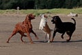 3 playful dogs on the beach 10 Royalty Free Stock Photo