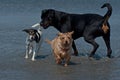 3 playful dogs on the beach 1 Royalty Free Stock Photo