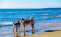 Playful dogs on the beach