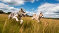 Playful Dogs in Grassy Field Royalty Free Stock Photo