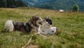 Playful dogs lying grass on sunny day closeup. Animals playing biting each other Royalty Free Stock Photo