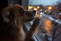 playful dogs nose touching window, lit city streets beyond