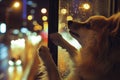 playful dogs nose touching window, lit city streets beyond