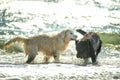 playful dogs in the waves on the sea. golden retriever plays with a large black dog in the waves Royalty Free Stock Photo