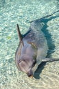 Playful Dolphin enjoying sunny day