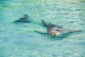 Playful Dolphin enjoying sunny day