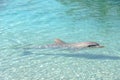 Playful Dolphin enjoying sunny day