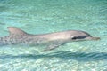 Playful Dolphin enjoying hot summer sunny day