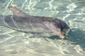 Playful Dolphin enjoying hot sunny day