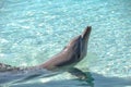 Playful Dolphin enjoying hot sunny day