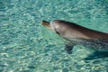 Playful Dolphin enjoying sunny day