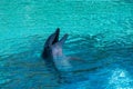 Playful dolphin with its head out of the water Royalty Free Stock Photo