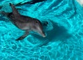 Playful Dolphin, Las Vegas, Nevada