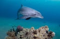 Playful Dolphin Swimming Above A Coral Reef Royalty Free Stock Photo