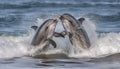 Playful dolphins jumping in the blue water, splashing and breaching generated by AI Royalty Free Stock Photo