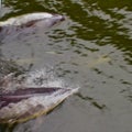 Playful Dolphins Surfacing and Swimming Along Boat