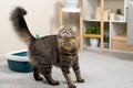 A playful domestic cat with a fluffy tail looks up. Grooming and Pet Care