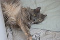 Playful domestic cat lying on bed with bent paws